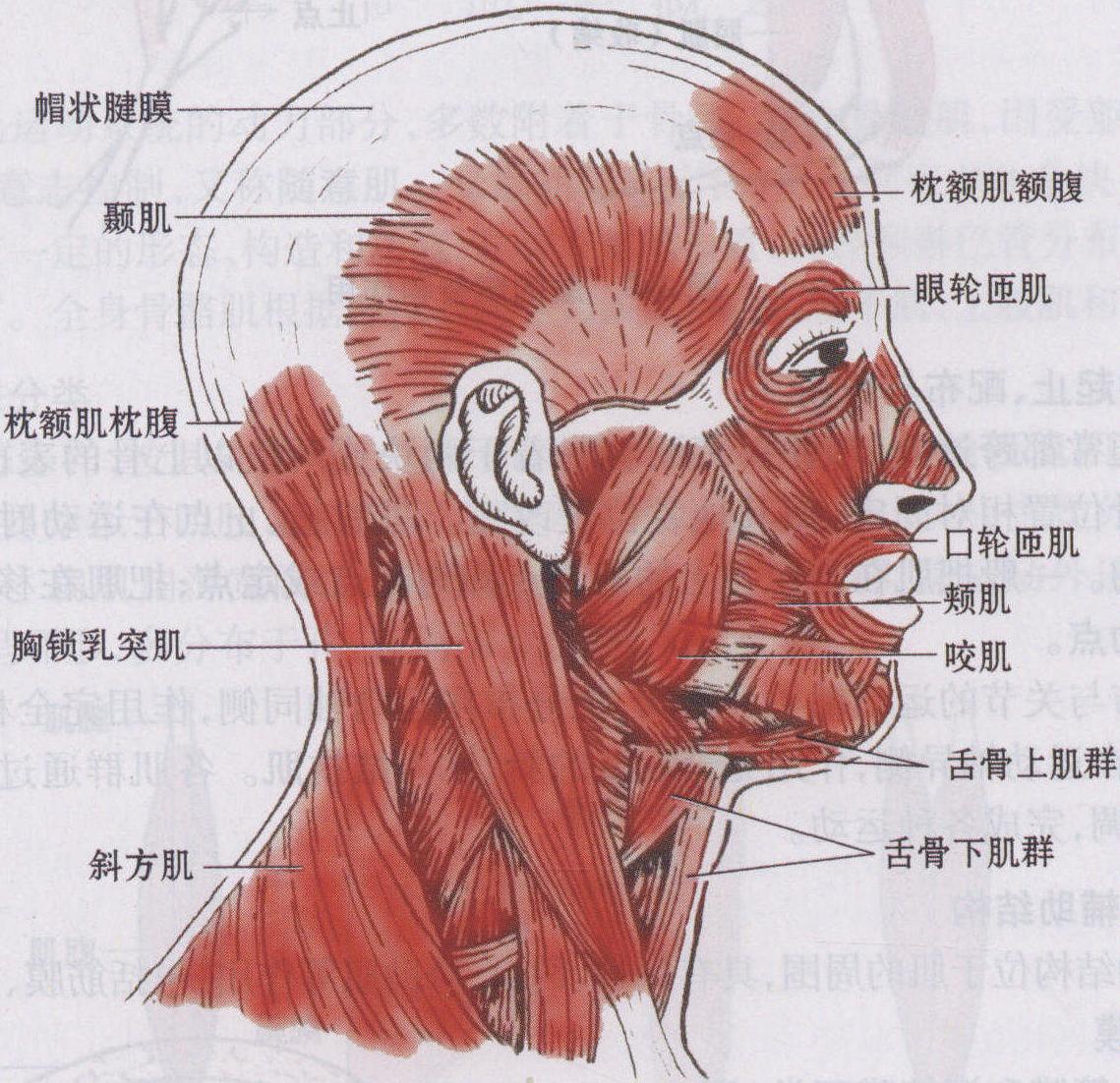 人的脸部肌肉解剖学 库存例证. 插画 包括有 设计, 表面, 鼻子, 人力, 皮肤, 健康, 头骨, 爱好健美者 - 137855885